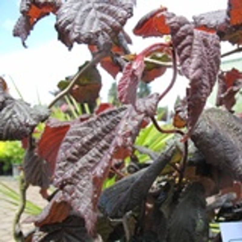 Corylus avellana 'Red Majestic' (Corkscrew Hazel) 10L