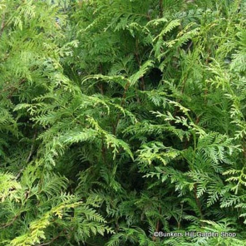 Thuja plicata (Western Red Cedar) 40-60cm (3ltr)