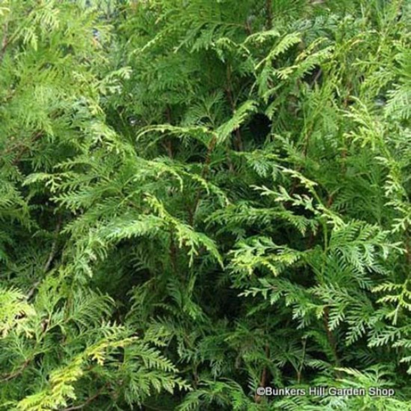 Thuja plicata (Western Red Cedar) 80-100cm (10ltr)