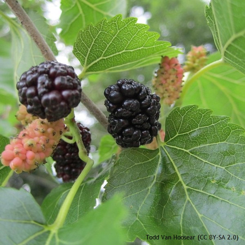 Morus nigra (Black Mulberry) - Half Standard (25ltr)