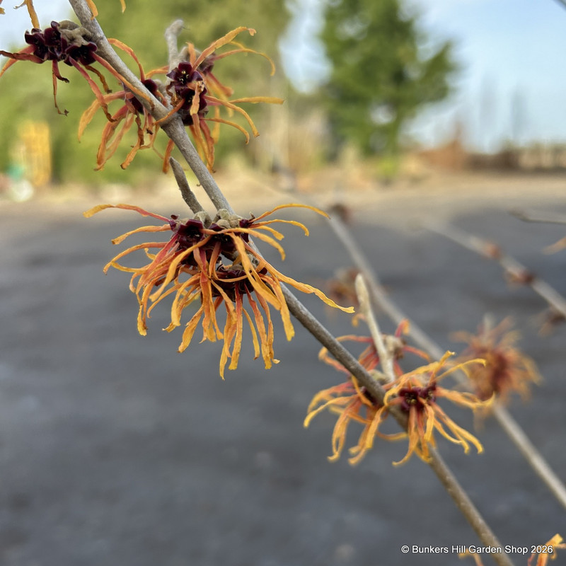 Hamamelis x intermedia 'Aphrodite' (60-80cm) RB