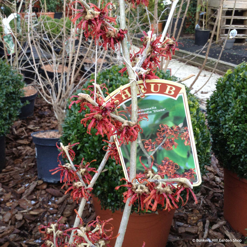 Hamamelis x intermedia 'Diane' (Witch Hazel)