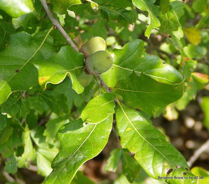 1 x Quercus robur (Common Oak) 40-60cm 2yr