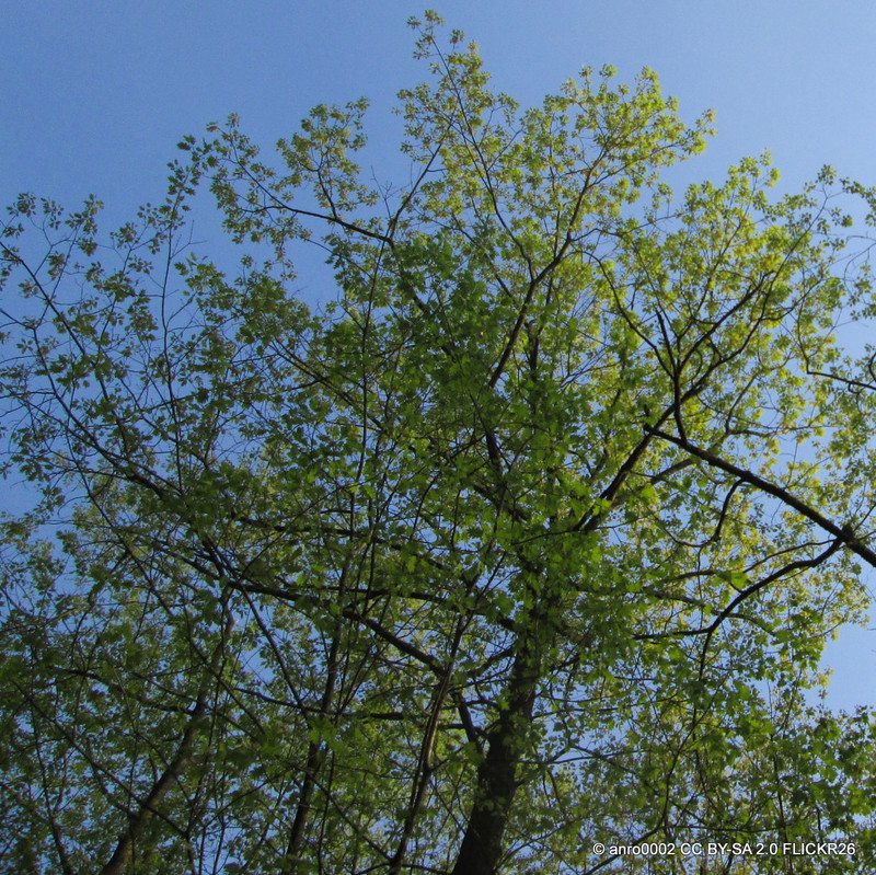 Quercus rubra (Red Oak) 10/12cm