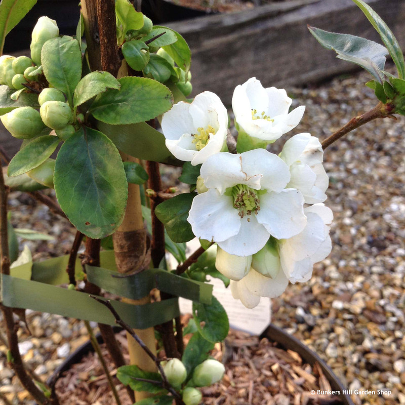 Chaenomeles 'Jet Trail' 2ltr