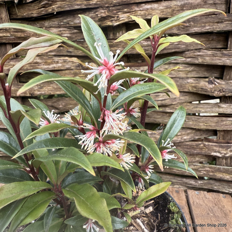 Sarcococca hookeriana 'Purple Stem' p17