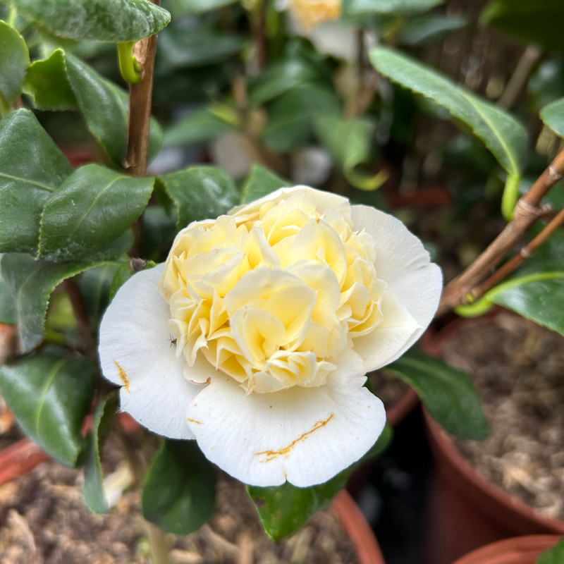 Camellia jap. 'Brushfield's Yellow' 3L