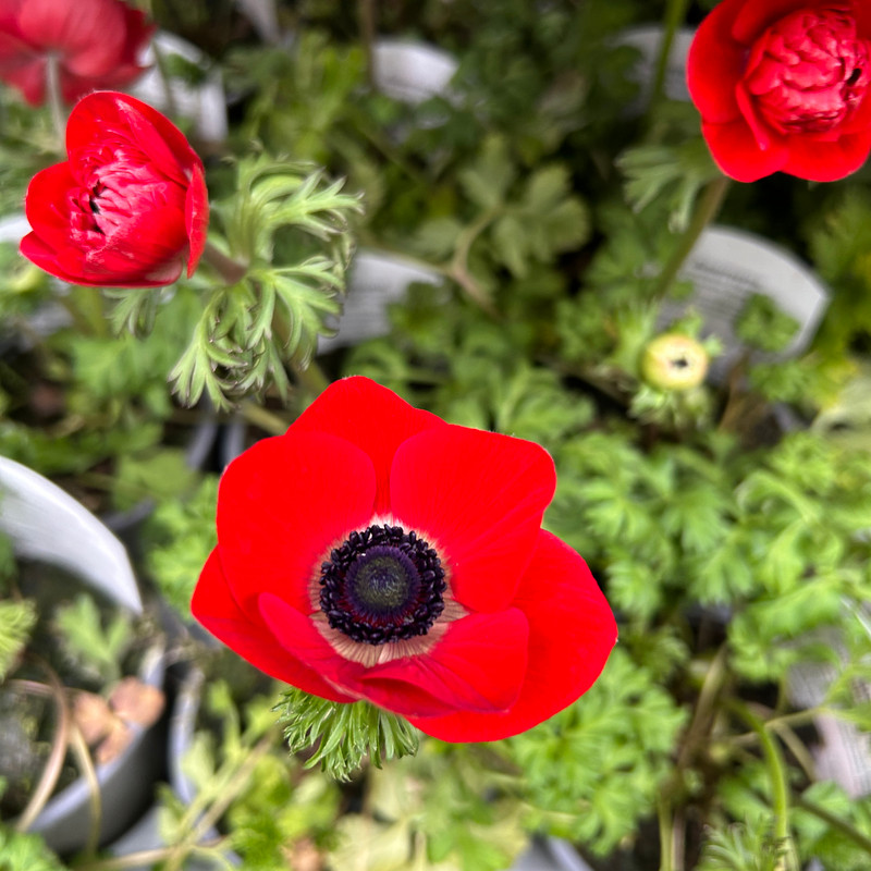 Anemone 'Harmony' mixed colours (10.5cm)