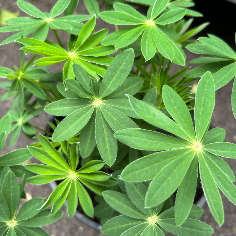 Lupin 'Russel hybrids' 2L