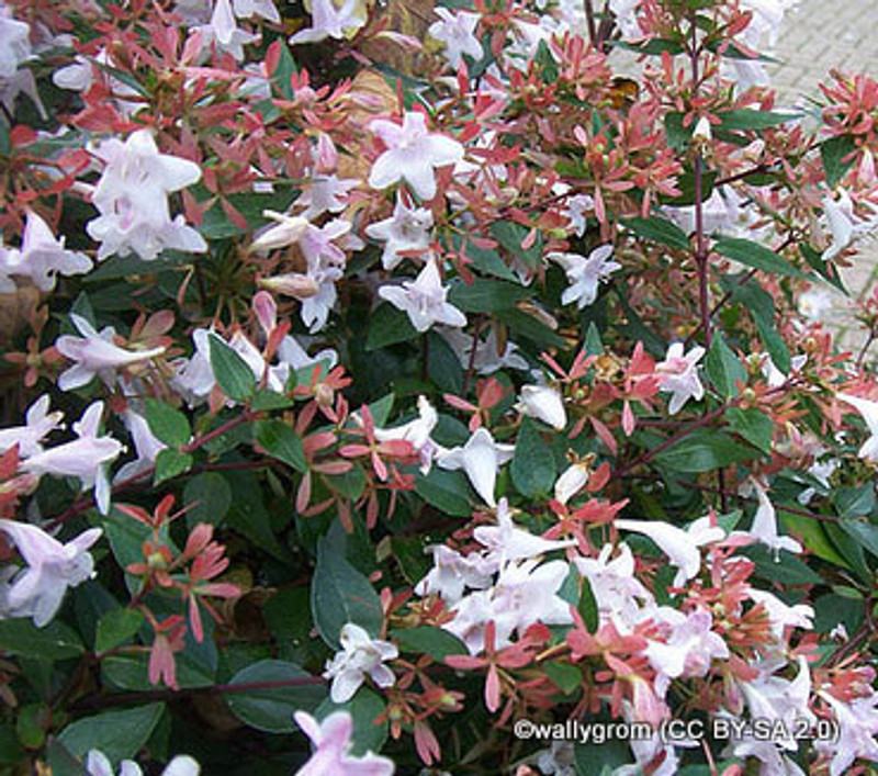 Abelia grandiflora -2L