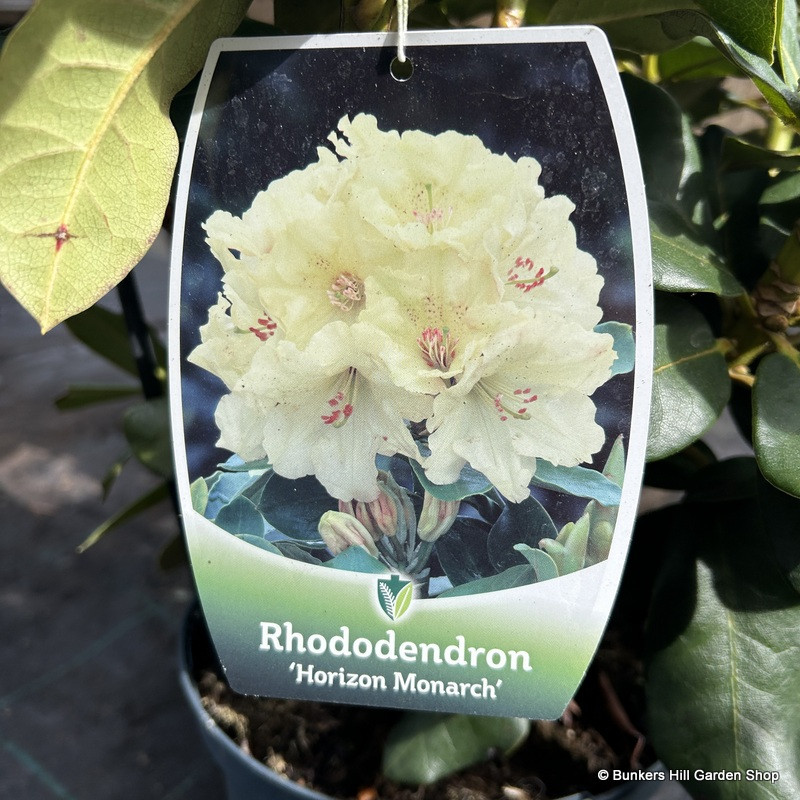 Rhododendron 'Horizon Monarch' 5L