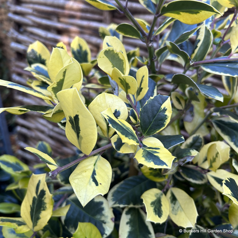 Ilex x altaclerensis 'Golden King' (80-100cm) 3ltr