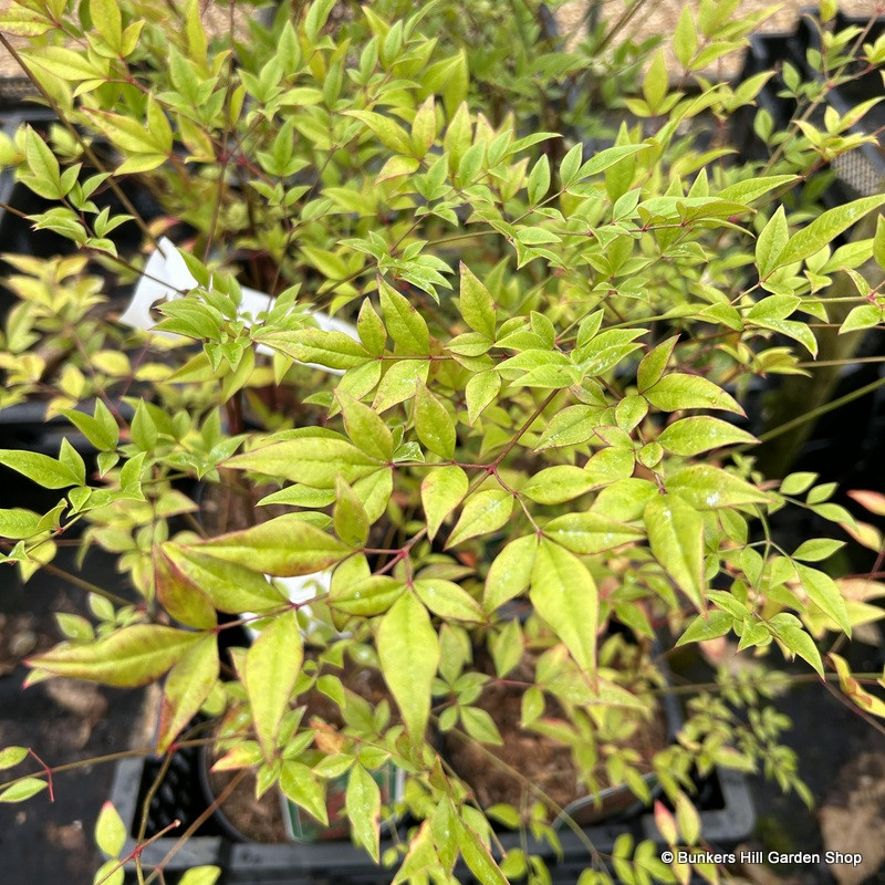 Nandina 'Richmond' 2L