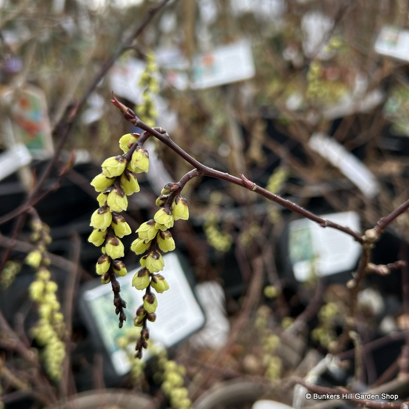 Stachyurus chin. Celina (3L)