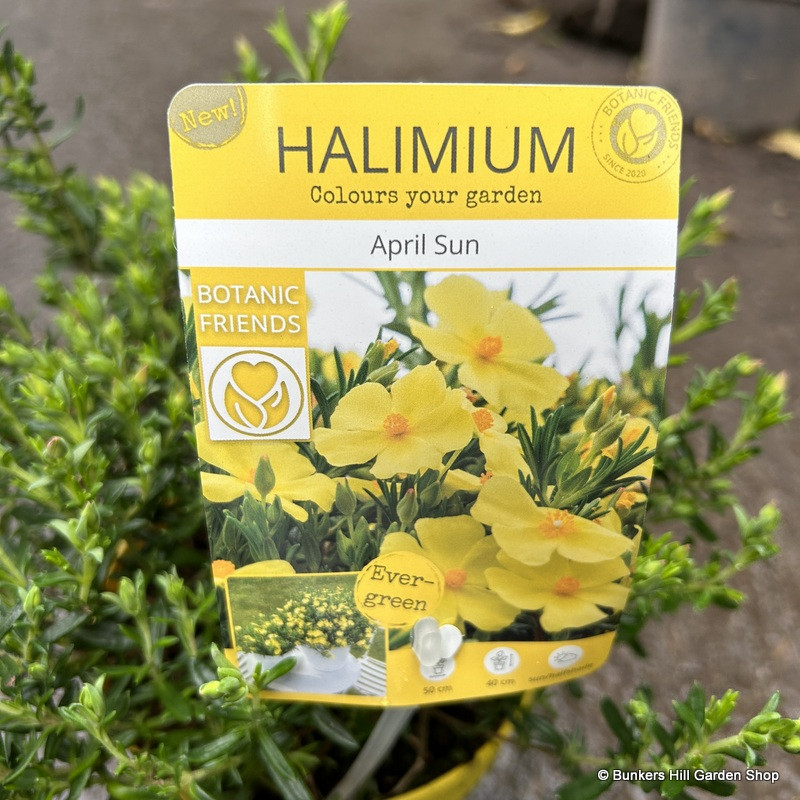 Halimium 'April Sun'