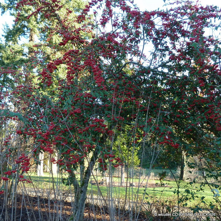 Cotoneaster cornubia (10/12cm)