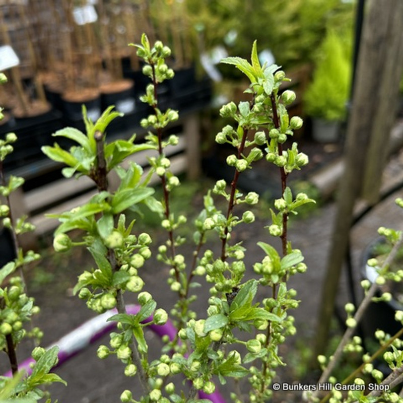 Prunus glandulosa Sinensis 3L