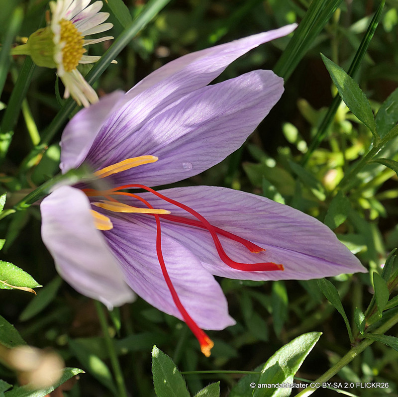Crocus Sativus (Saffron-Crocus) PACK 11 Bulbs