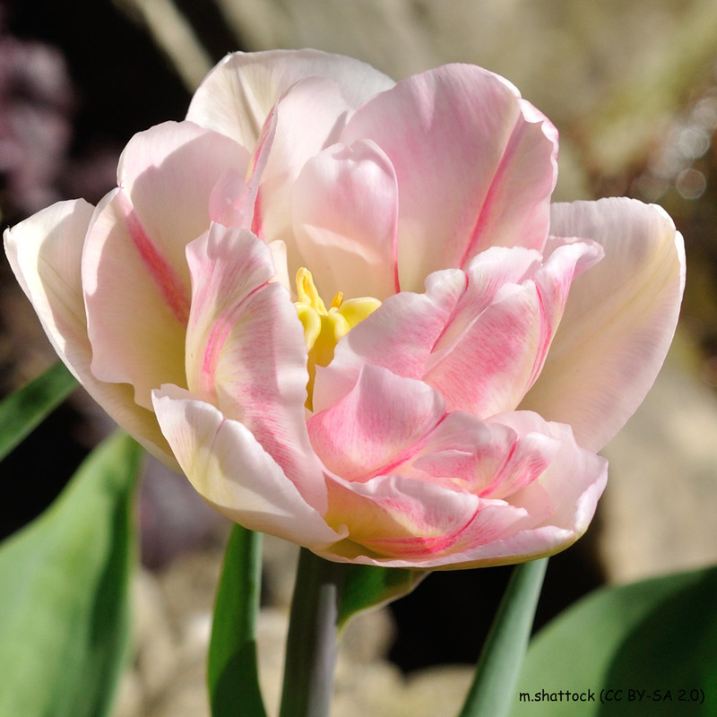 Tulip 'Angelique' - PACK of 10 Premium size bulbs