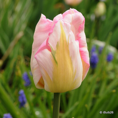 Tulip 'Angelique' - PACK of 10 Premium size bulbs
