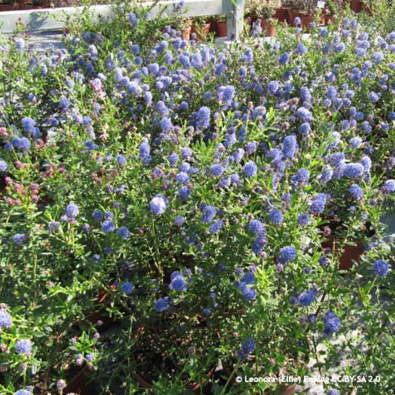 Ceanothus 'Italian Skies' - 1 -1.25m cane (10L)