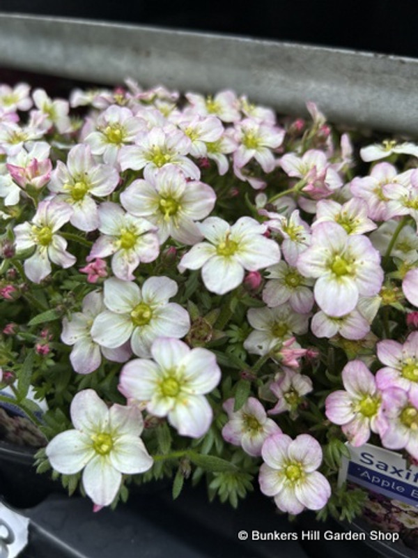 Saxifrages