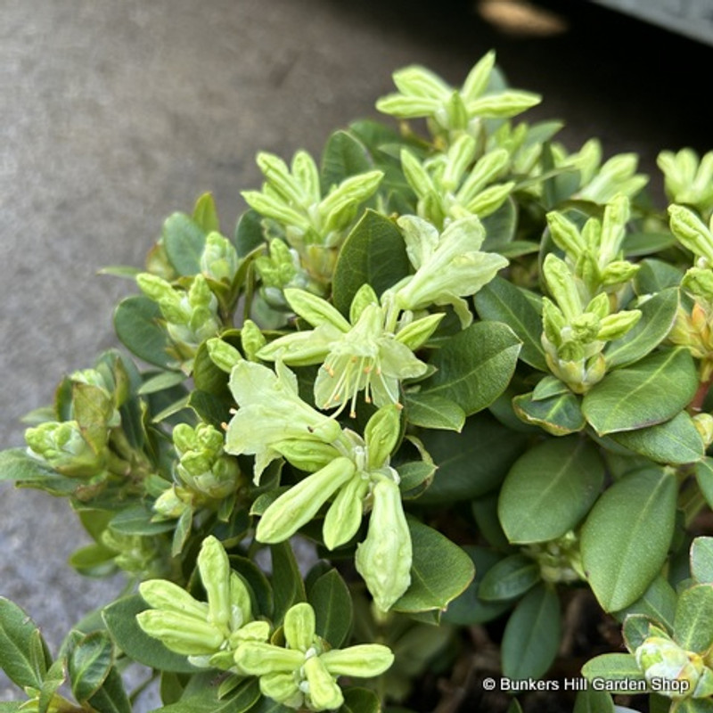 Rhododendron 'Shamrock' (dwarf)