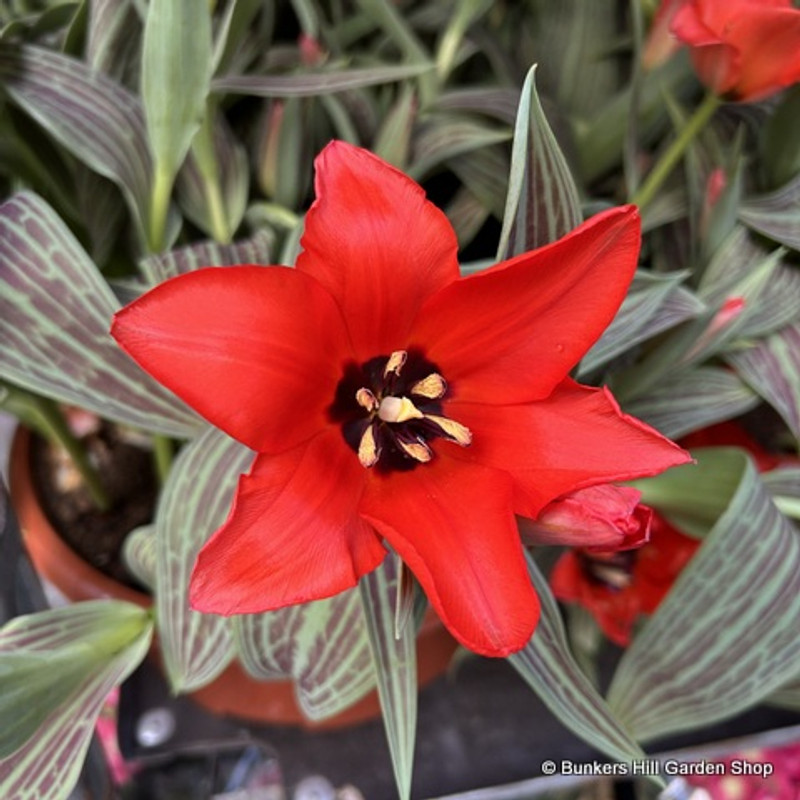 Tulip 'Red Riding Hood' tubs