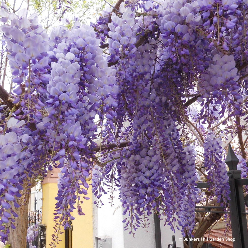 Wisteria sinensis 'Prolific' 1.2m trellis (10ltr)