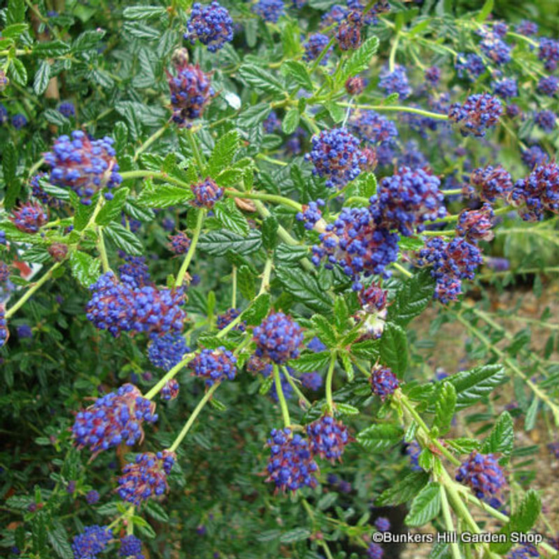 Ceanothus 'Concha' 1.8m trellis (20ltr)