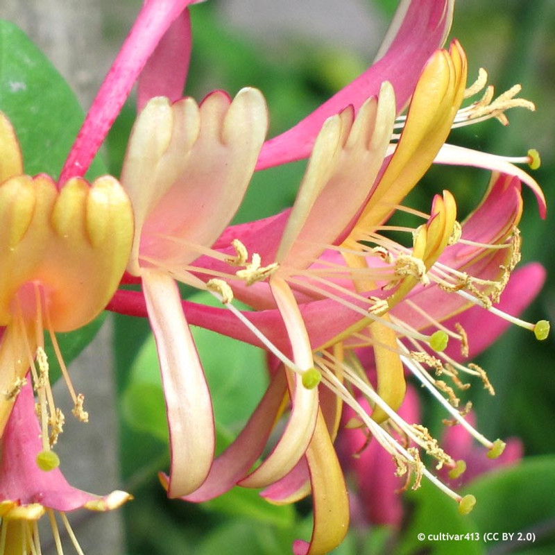 Lonicera x heckrottii 'Goldflame' 1.5m (7ltr)