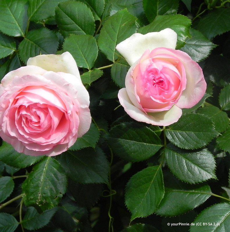 'Eden' Climbing Rose 175-200cm cane (5ltr)