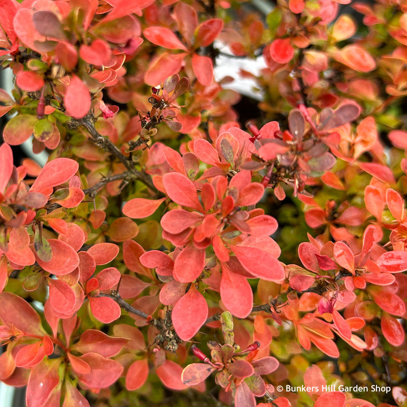 Berberis thunbergii 'Admiration'