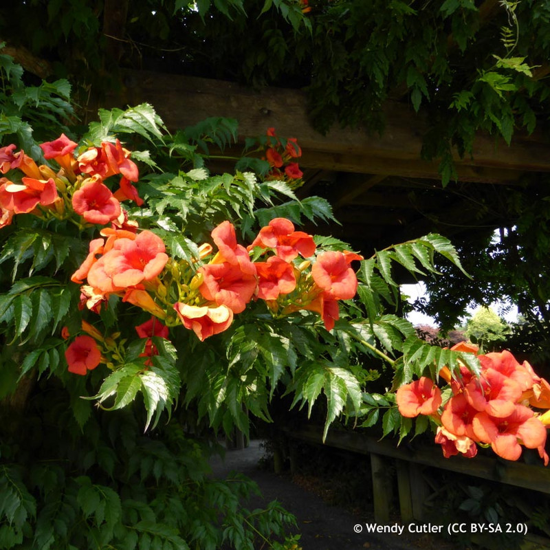 Campsis 'Madame Galen' 1.5m trellis (20ltr)