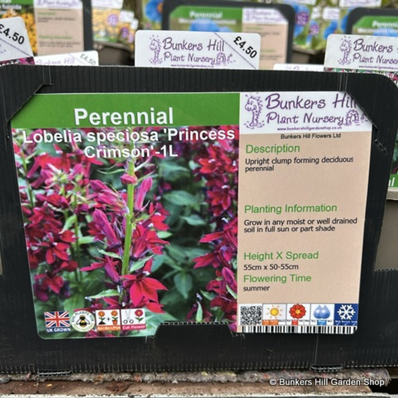 Lobelia speciosa 'Princess Crimson' 1L