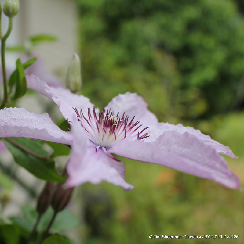 Clematis 'Hagley Hybrid'