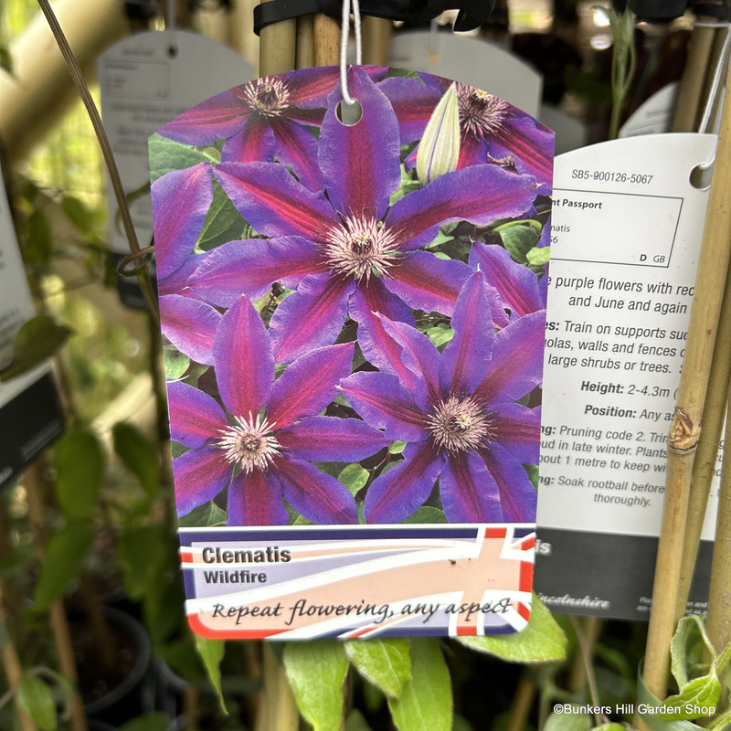 Clematis 'Wildfire'