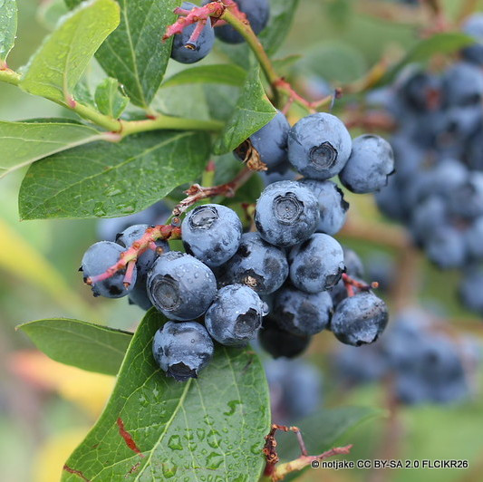 Blueberry 'Bluecrop' (Vaccinium) 3L