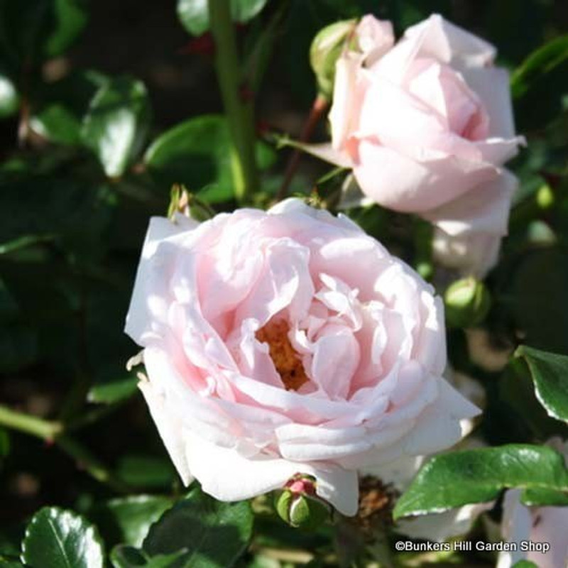 Rose 'New Dawn' (Climbing rose) potted