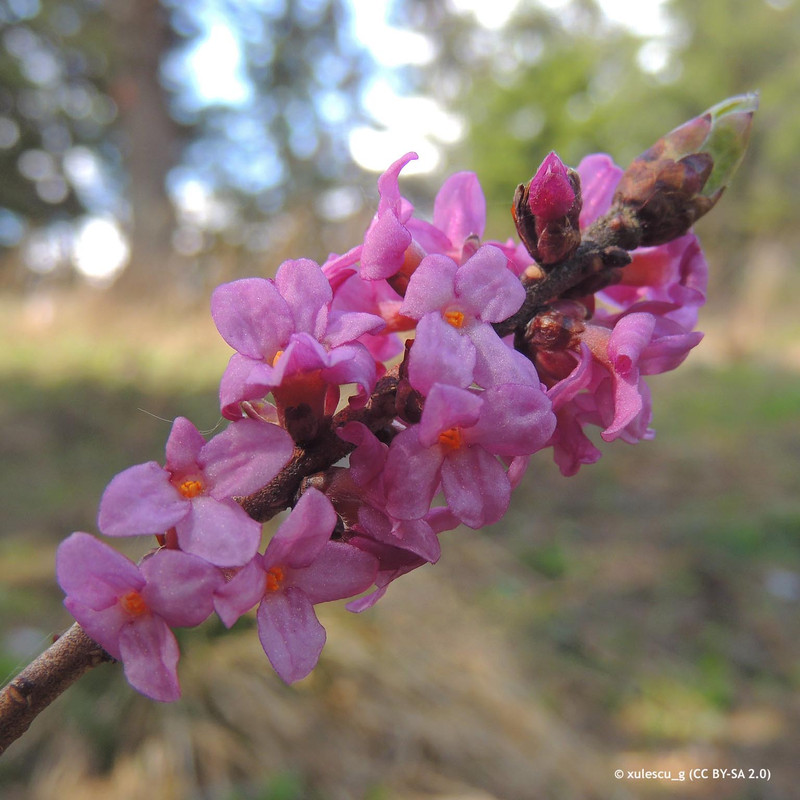 Daphne mezereum 'Rubra' 3L