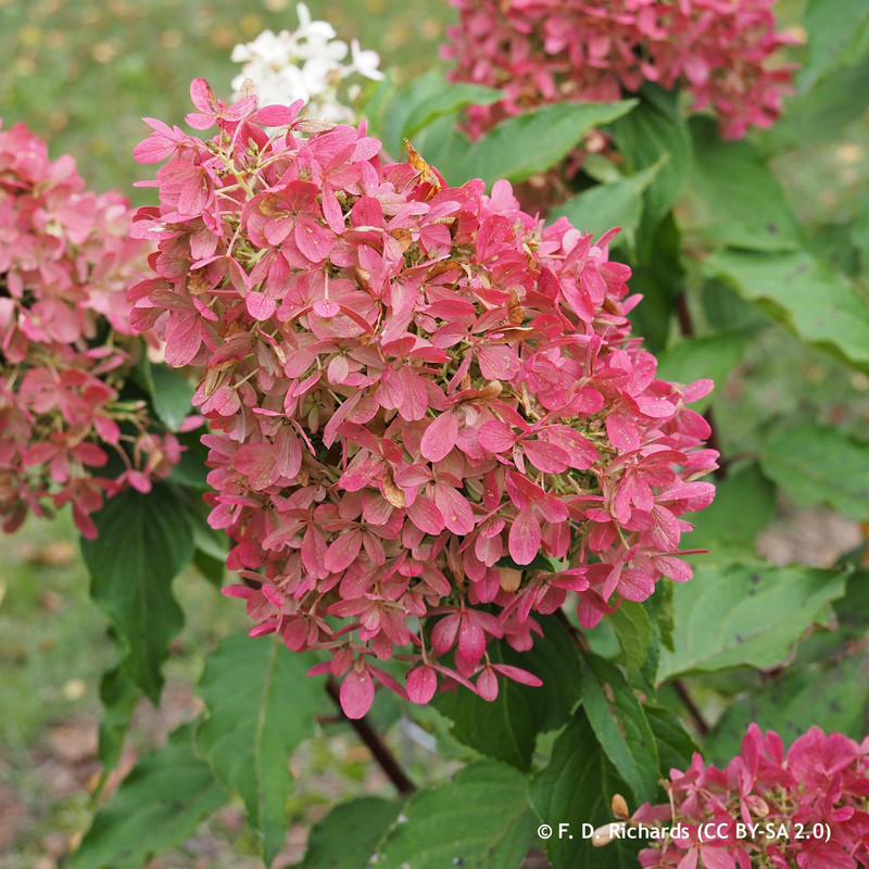 Hydrangea paniculata 'Mega Mindy' (3ltr)