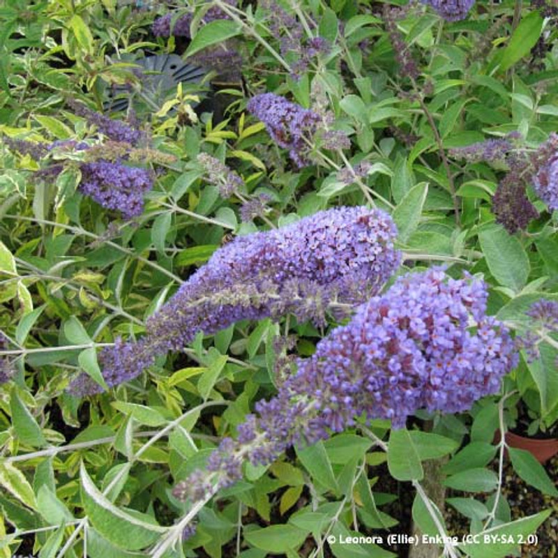 Buddleja 'Wisteria Lane' 3ltr