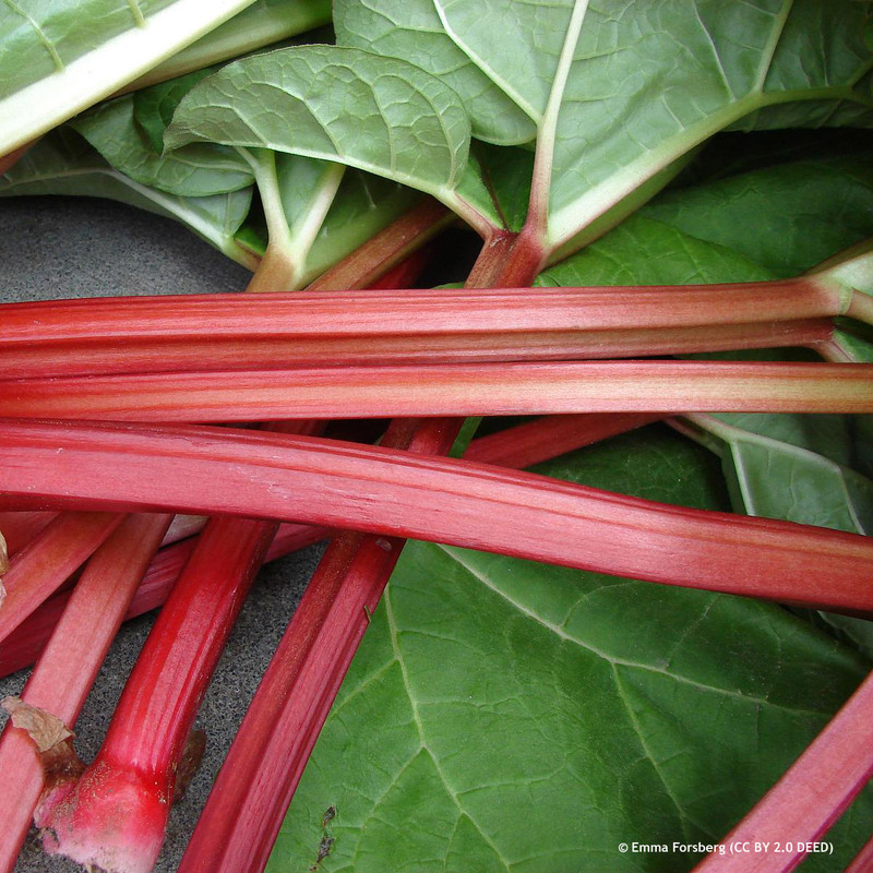 Rhubarb 'Stockbridge Arrow' - 1 crown