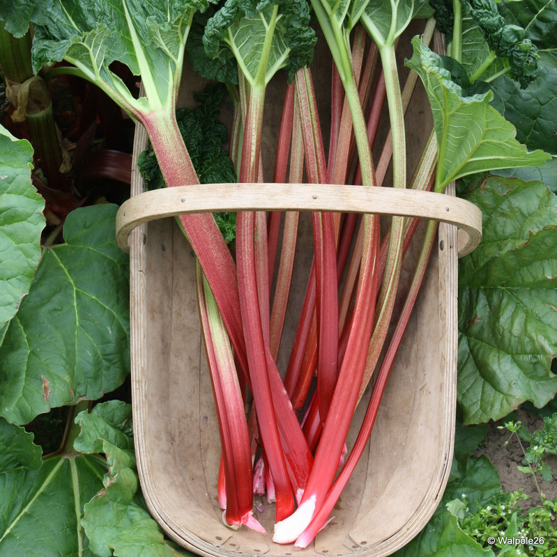Rhubarb 'Stockbridge Arrow' - 1 crown