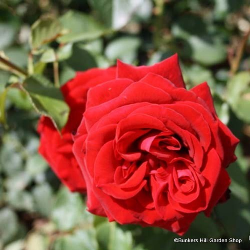 Rosa 'Love Knot' (Climbing Rose) 1.2m trellis - 10ltr