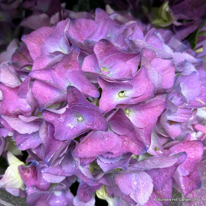 hydrangea Mixed