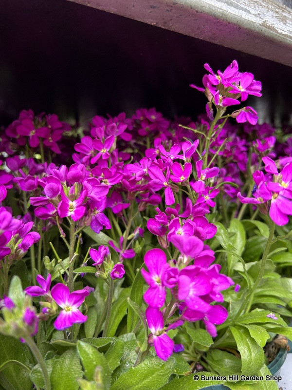 Arabis - purple