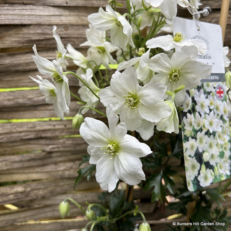 Clematis 'Avalanche'