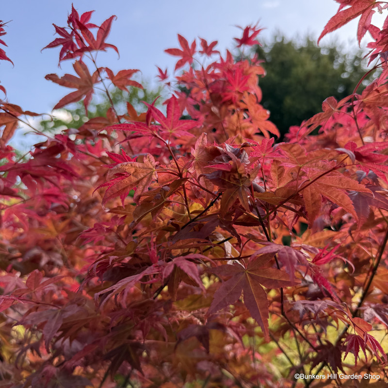 Acer 'Beni-Maiko' (p19)
