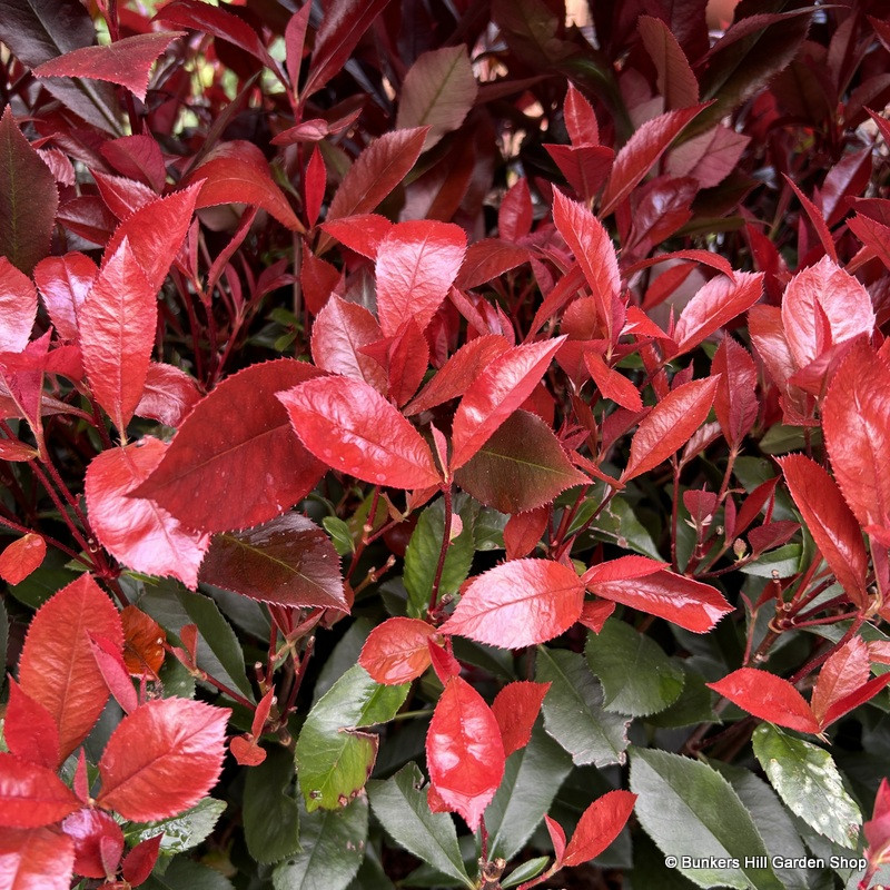Photinia fraseri 'Carre Rouge'